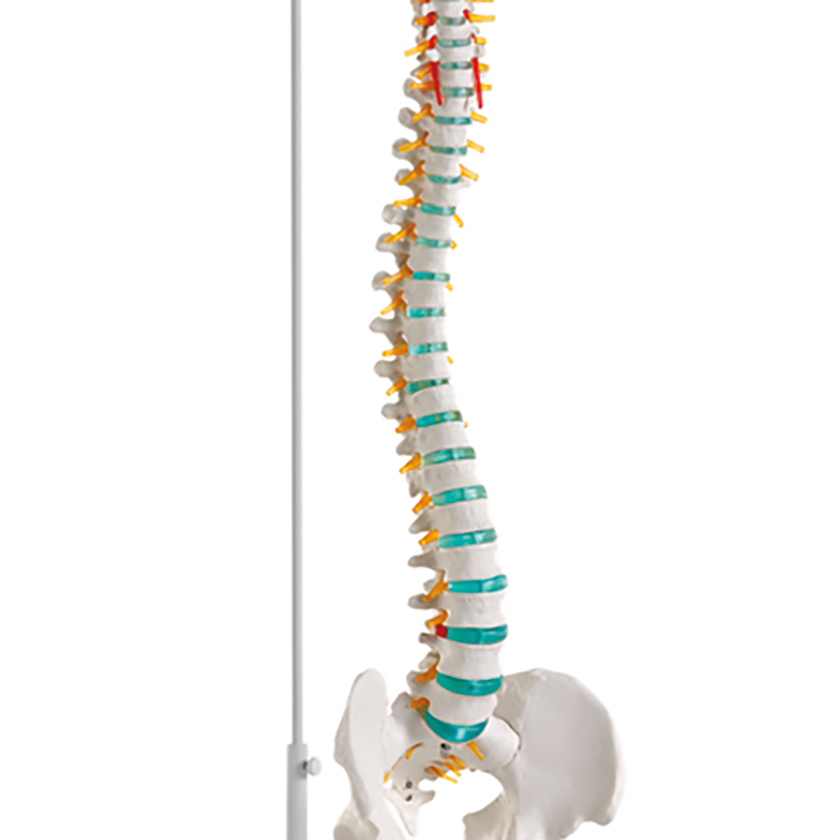 Flexible Wirbelsäule